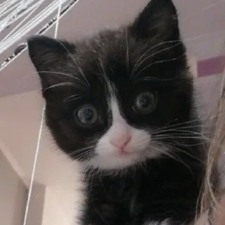 Стикер @StickerEdit_bot :: @StickerEdit - 9