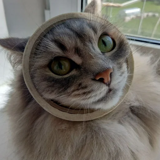 Стикер s6970762983009_by_StickerEdit_bot - 1