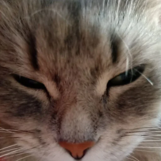 Стикер s6970762983009_by_StickerEdit_bot - 1