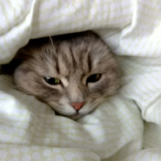 Стикер s6970762983009_by_StickerEdit_bot - 1