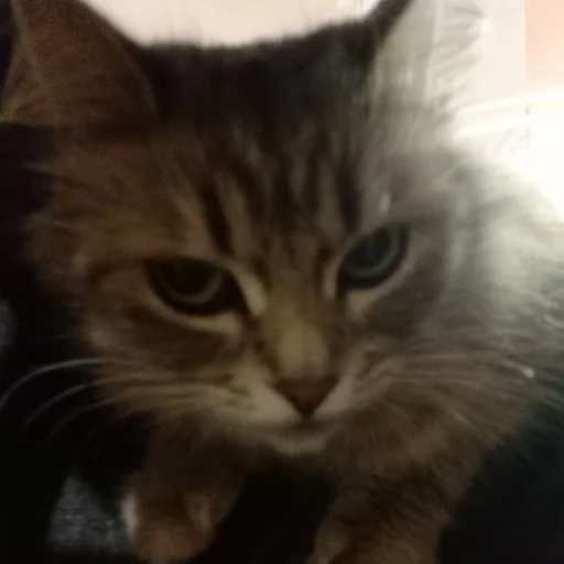 Стикер s6970762983009_by_StickerEdit_bot - 1