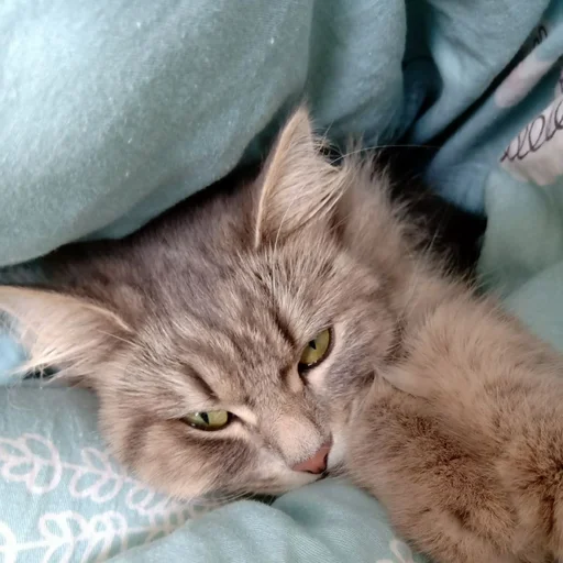 Стикер s6970762983009_by_StickerEdit_bot - 1