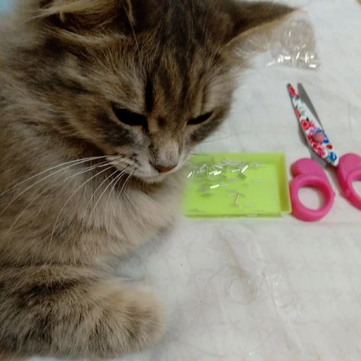 Стикер s6970762983009_by_StickerEdit_bot - 1