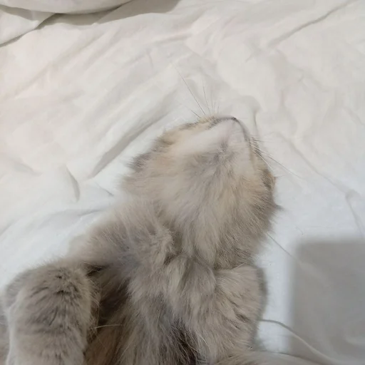 Стикер s6970762983009_by_StickerEdit_bot - 1