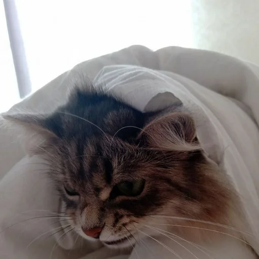 Стикер s6970762983009_by_StickerEdit_bot - 1