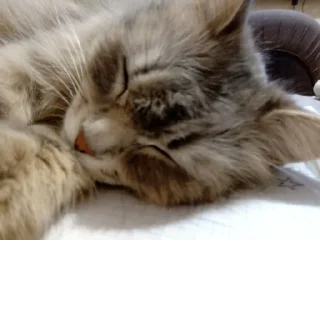 Стикер @StickerEdit_bot :: @StickerEdit - 6