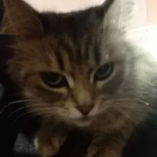 Стикер @StickerEdit_bot :: @StickerEdit - 5