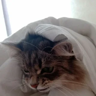 Стикер @StickerEdit_bot :: @StickerEdit - 0