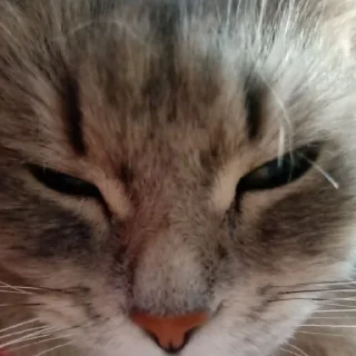 Стикер @StickerEdit_bot :: @StickerEdit - 9