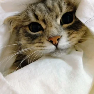 Стикер @StickerEdit_bot :: @StickerEdit - 8