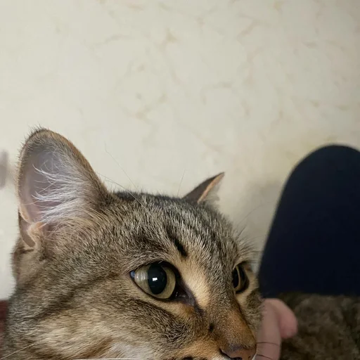 Sticker s7011435943142_by_StickerEdit_bot - 1