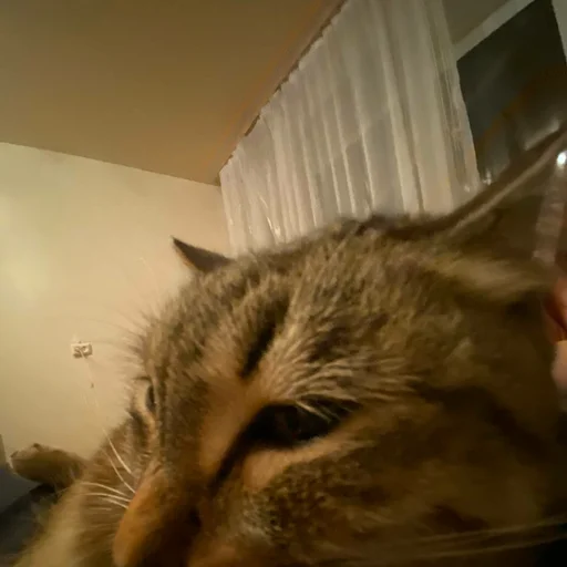 Sticker s7011435943142_by_StickerEdit_bot - 1