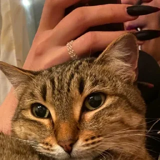 Sticker @StickerEdit_bot :: @StickerEdit - 2