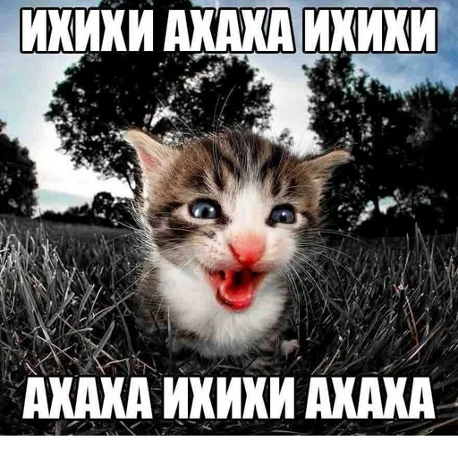 Стикер s7300208513488_by_StickerEdit_bot - 1