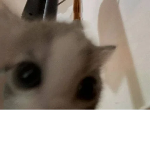 Стикер s7300208513488_by_StickerEdit_bot - 1