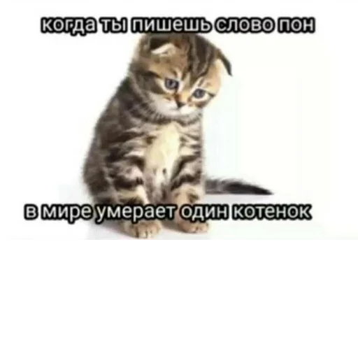 Стикер s7300208513488_by_StickerEdit_bot - 1