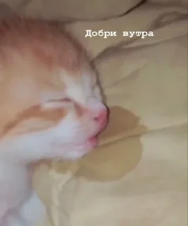 Sticker Кофтапидор @Stikery4bot - Создай свои стикеры - 2