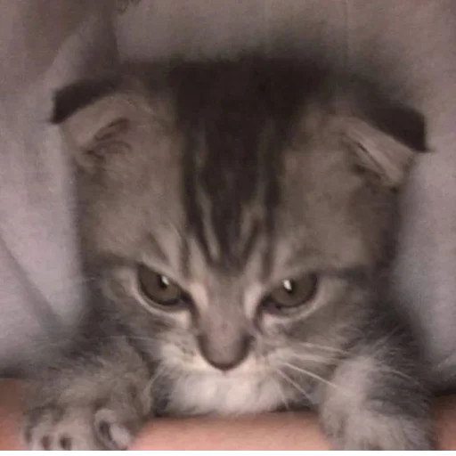 Стикер s9090131270165_by_StickerEdit_bot - 1