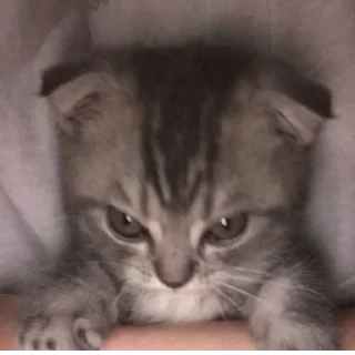 Стикер @StickerEdit_bot :: @StickerEdit - 9