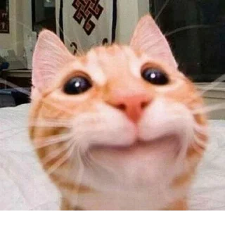 Стикер @StickerEdit_bot :: @StickerEdit - 8