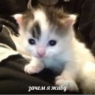 Sticker @StickerEdit_bot :: @StickerEdit - 3