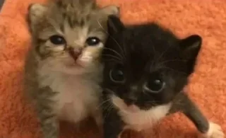 Sticker Больше стиков тут: @stikery4 - 4