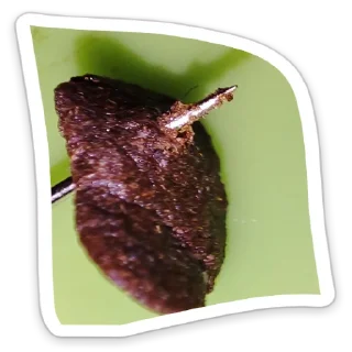 Sticker ЗапретныйПлод - 5