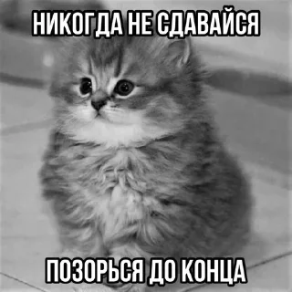 Стикер Больше стиков тут: @stikery4 - 6