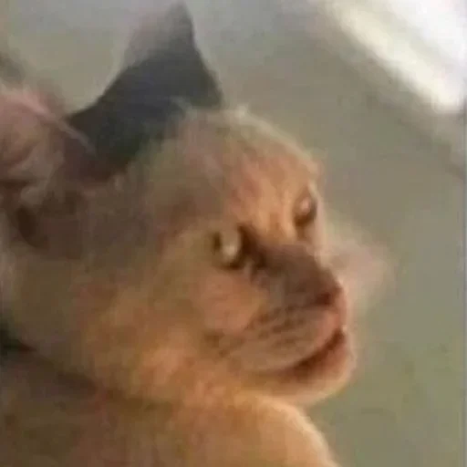 Sticker sVIcNQb_by_achestickbot - 1