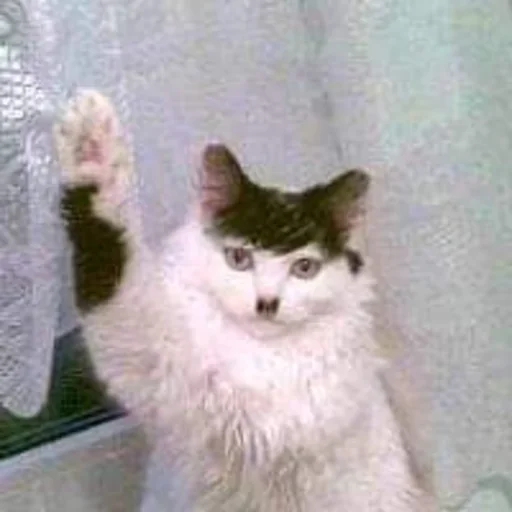 Sticker sVIcNQb_by_achestickbot - 1