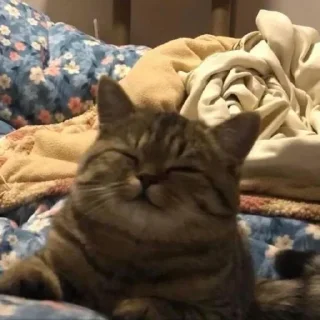 Стикер Больше стиков тут: @stikery4 - 4