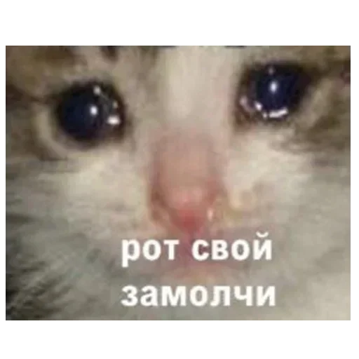 млекопитающее животное СМС