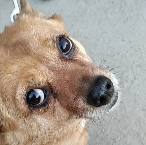 animal mammal dog breed