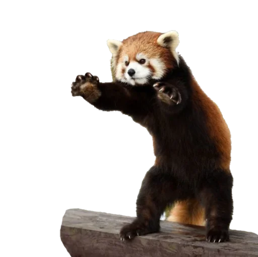 животное млекопитающее меньшая панда