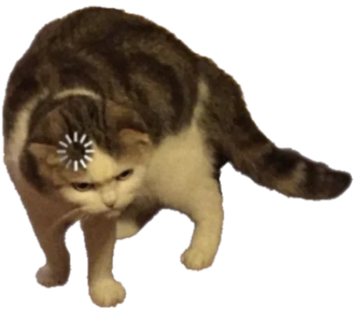 животное млекопитающее кошка