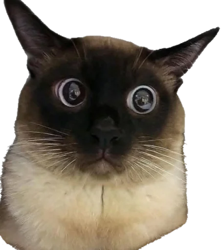 животное млекопитающее кошка