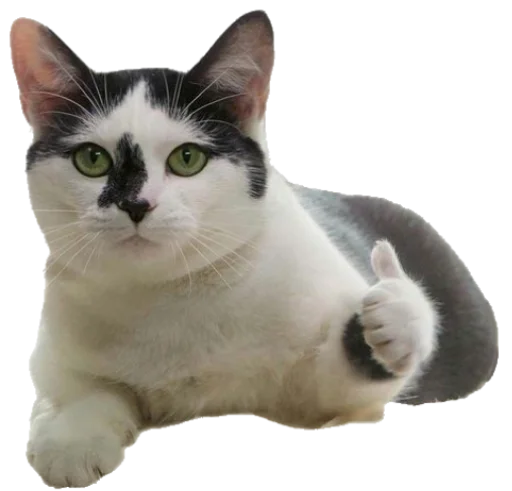 животное домашняя кошка млекопитающее