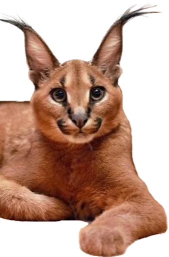 животное кошка млекопитающее