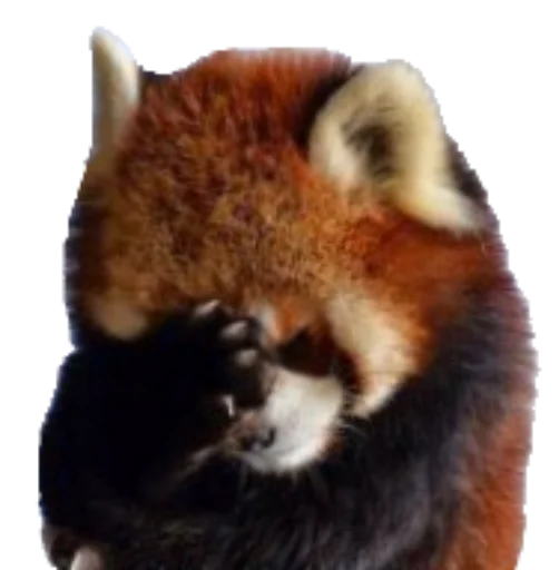 животное млекопитающее меньшая панда