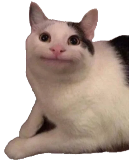 животное млекопитающее домашняя кошка