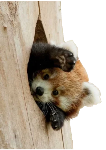 животное млекопитающее панда