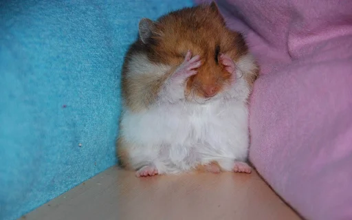 животное млекопитающее хомяк