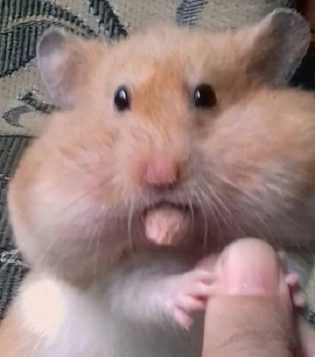 млекопитающее животное хомяк