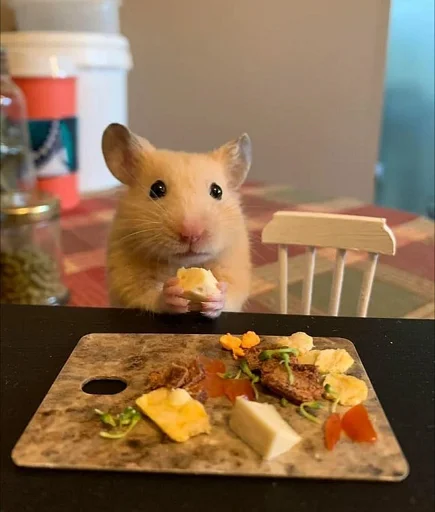 млекопитающее животное комнатный