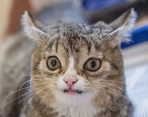 животное млекопитающее кошка