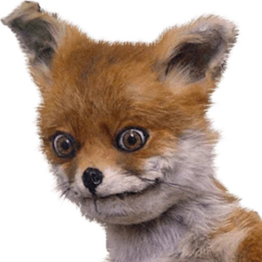 млекопитающее животное лиса