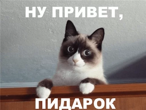 животное кошка млекопитающее