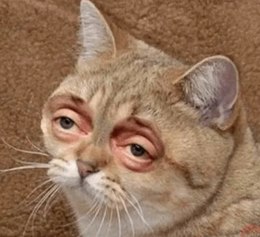 животное кошка млекопитающее