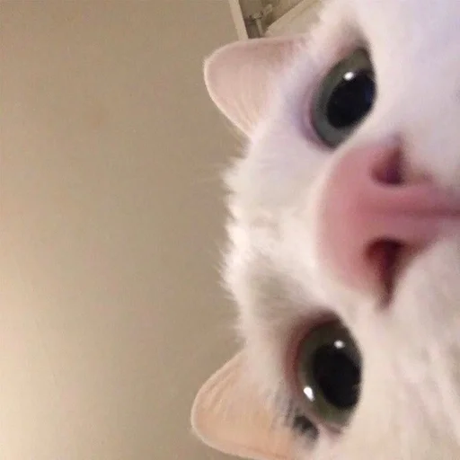 кошка животное млекопитающее