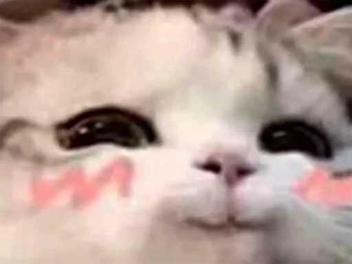 млекопитающее животное кошка